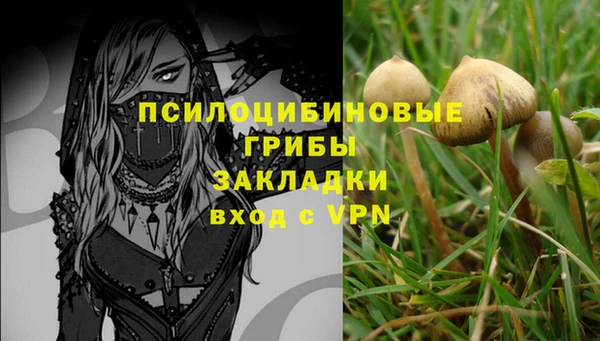 PSILOCYBIN Бородино